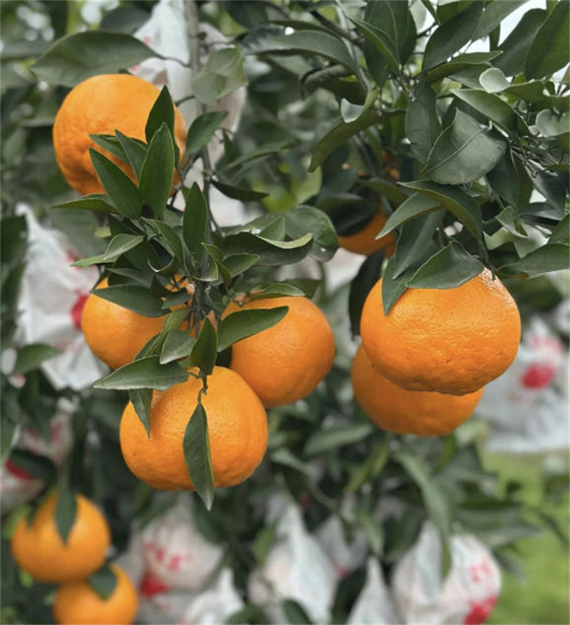 眉山市水晶水果有限公司	