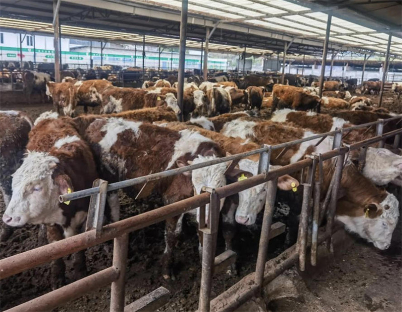 攀枝花立新养殖开发有限公司	