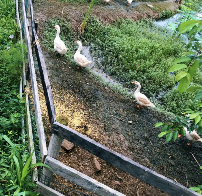 广元殖乐养殖有限责任公司	