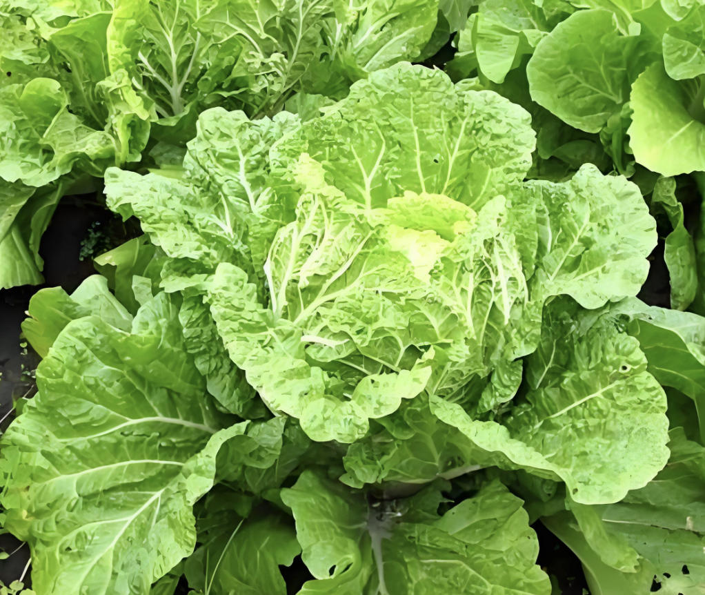 农场蔬菜直销，种类多样，绿色有机，欢迎来电咨询。