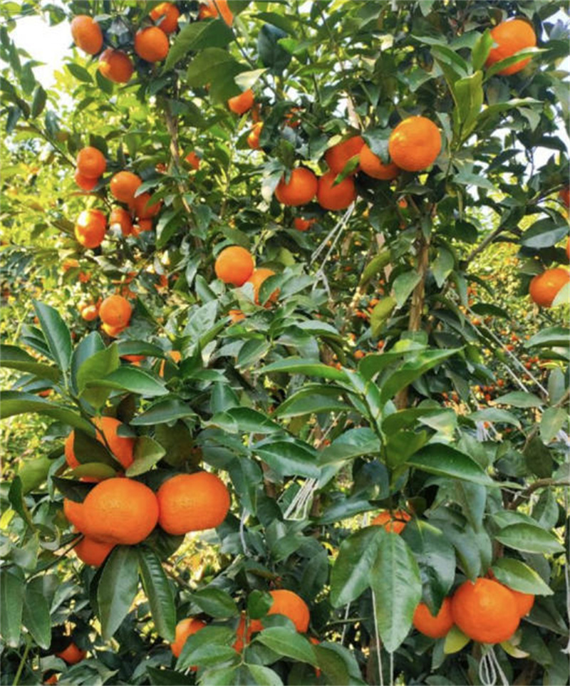 安岳百之味水果有限公司	