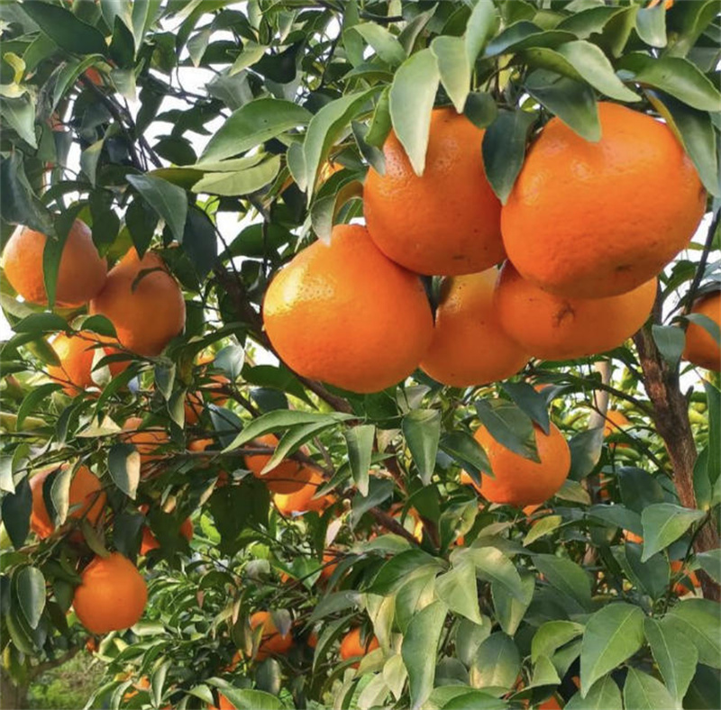 成都水果地带企业管理有限公司