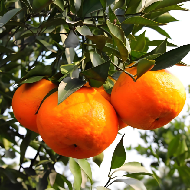 耙耙柑销售，生态种植，营养健康，口感好。