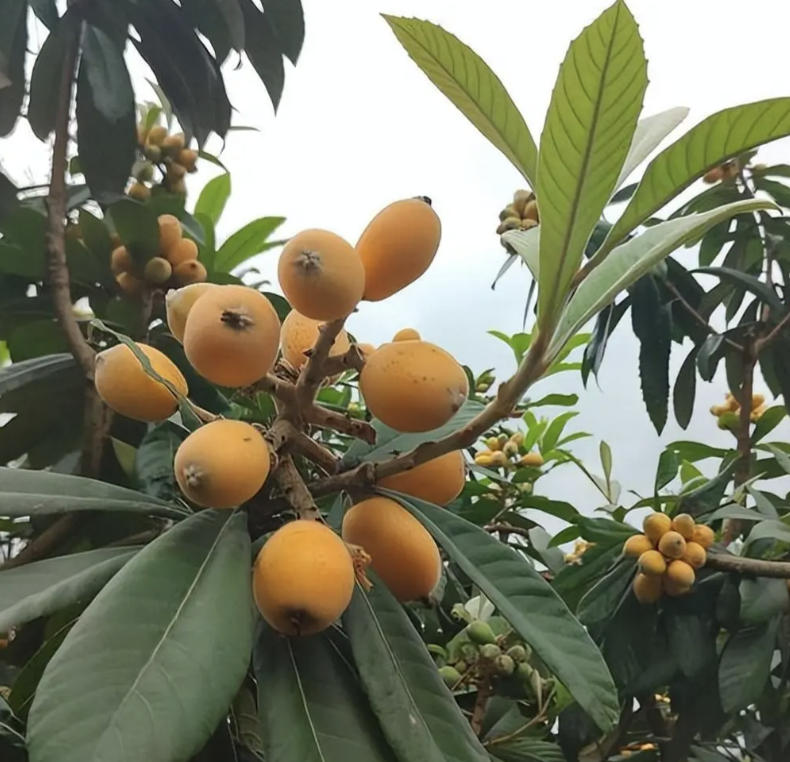 成都果维鲜生水果有限公司