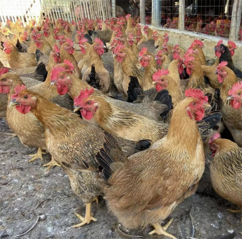 珍有缘农业股份有限公司	