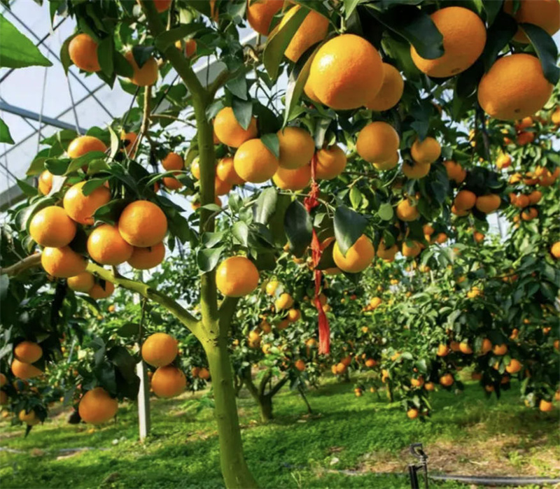 成都秋末水果经营有限公司