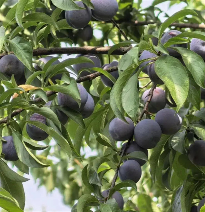 南充领地水果有限公司		