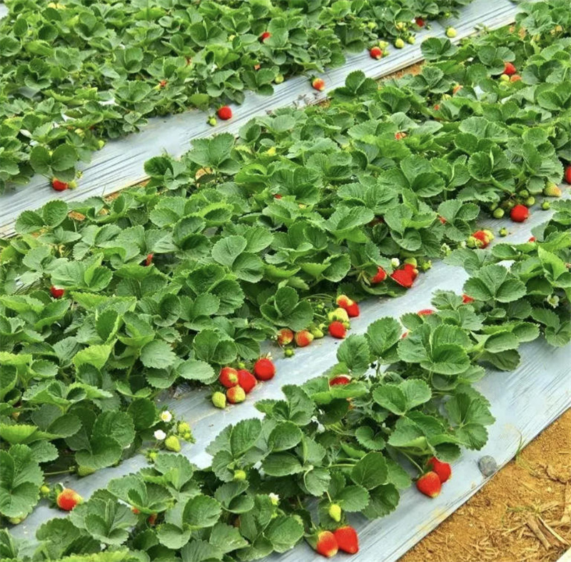 长宁县果鲜水果销售有限公司	