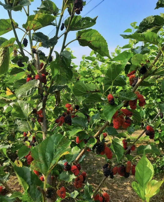 邻水县黄小锋水果批发有限公司	