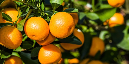 仁寿县桔之萄家庭农场