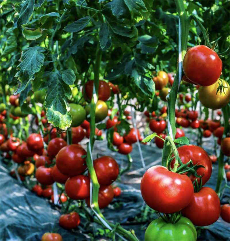 乐山市乐德水果种植专业合作社