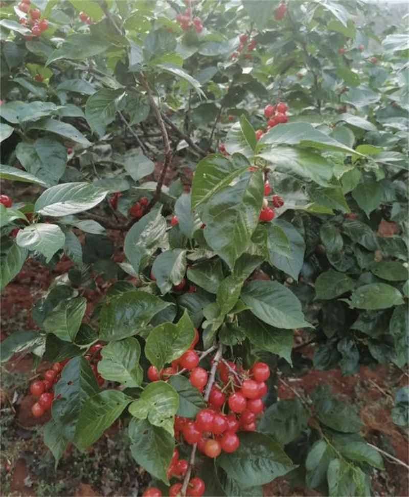 武胜县太极水果种植专业合作社		