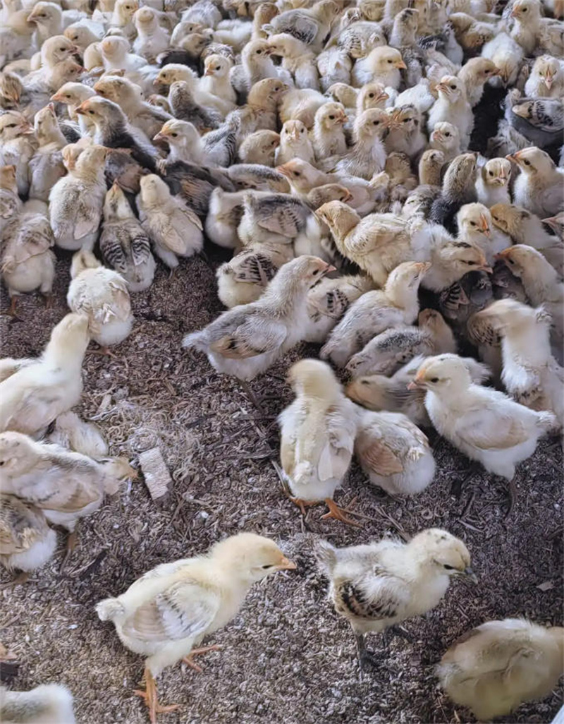 四川省丽天牧业有限公司	