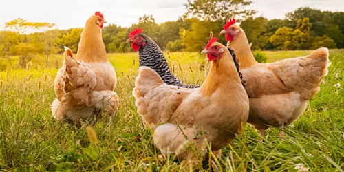 绵阳市蜀留香家庭农场