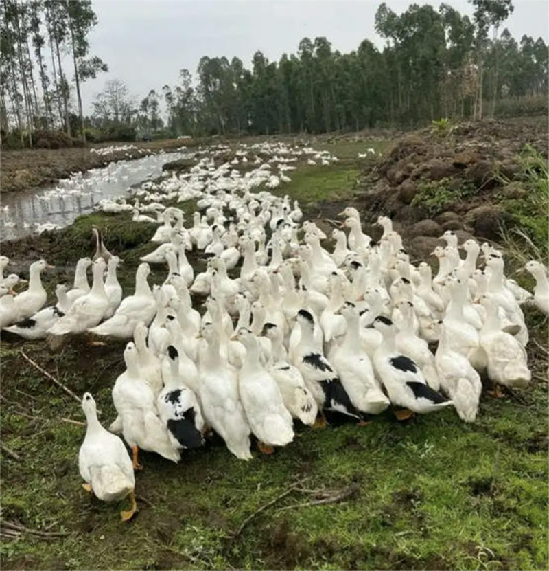 绵阳市高水农副产品批发有限公司	
