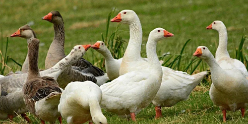 四川茂华养殖有限公司